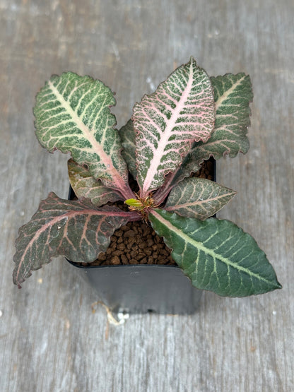 Euphorbia Francoisii Gen 2 Pink Veins 803WEB028