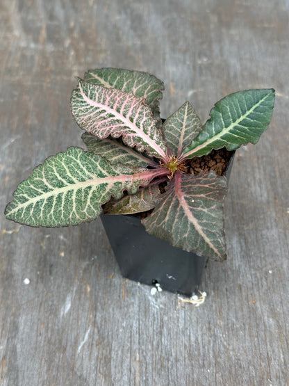 Euphorbia Francoisii Gen 2 Pink Veins 803WEB028