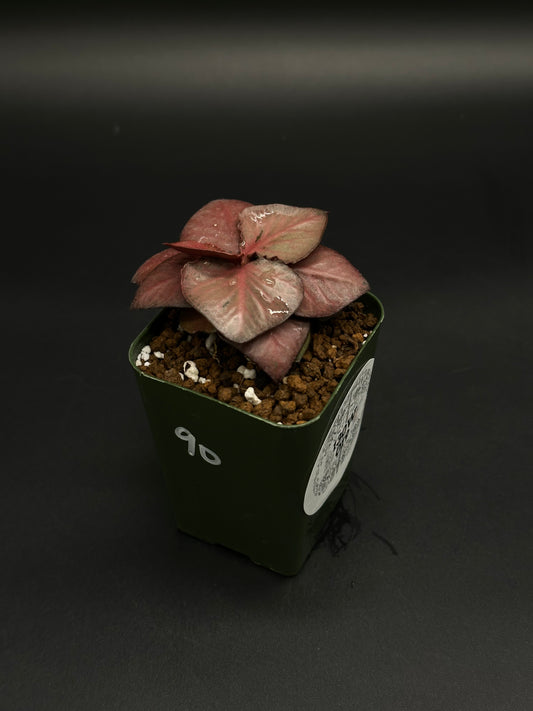 Euphorbia Francoisii 'Generation 2' Red (130W019) in a green pot, showcasing thick, rose-hued leaves with water droplets, planted in gritty mix.