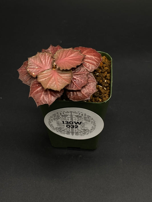 Euphorbia Francoisii 'Generation 2' Red plant in a green pot with scalloped, reddish-bronze leaves, labeled “130W 032” on a dark surface.