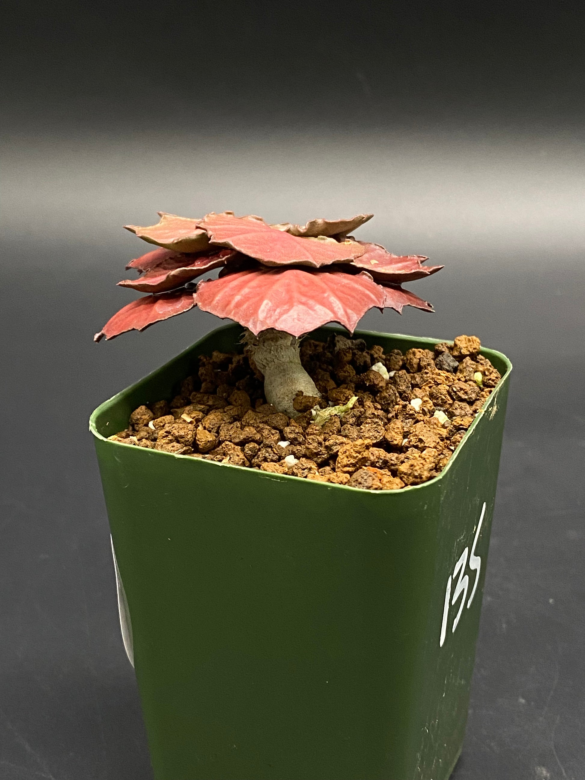 Euphorbia Francoisii 'Generation 2' Red (130W032) in a green pot with a stubby gray caudex and red scalloped leaves, labeled 135.