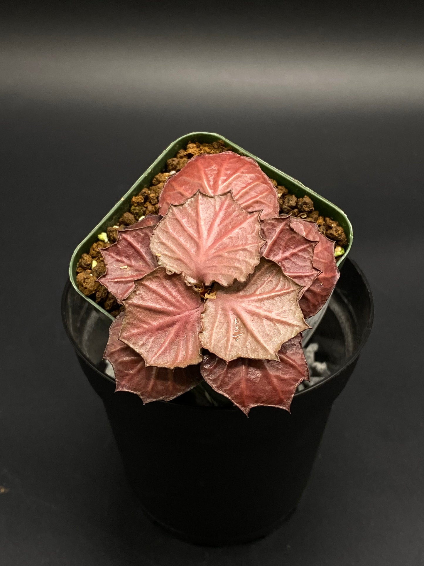 Euphorbia Francoisii 'Generation 2' Red (130W032) in a green liner, showcasing thick branches and vibrant, maple-like leaves in a 2-inch pot.