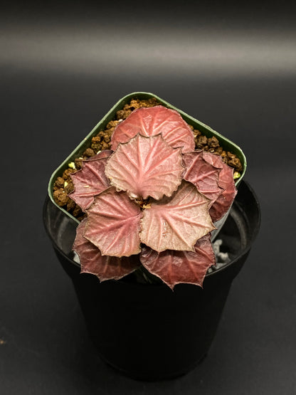 Euphorbia Francoisii 'Generation 2' Red (130W032) in a green liner, showcasing thick branches and vibrant, maple-like leaves in a 2-inch pot.