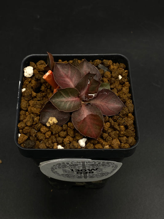 Euphorbia Francoisii 'Generation 2' Red in a black nursery pot, displaying dark burgundy-red lanceolate leaves with green hints, in a coarse, well-draining mix.