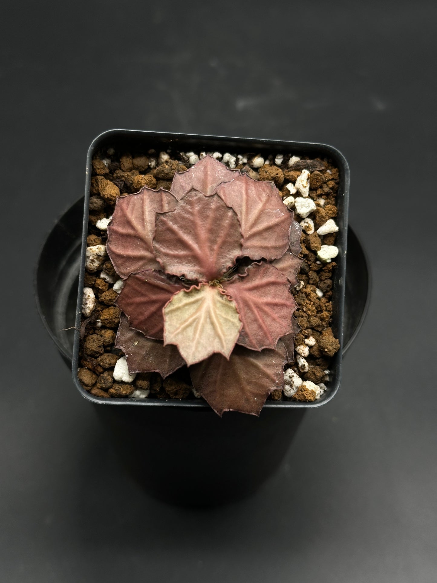 Euphorbia Francoisii 'Generation 2' Red in a black 2-inch pot, showcasing coppery, scalloped leaves and a well-draining pumice-perlite-clay mix.