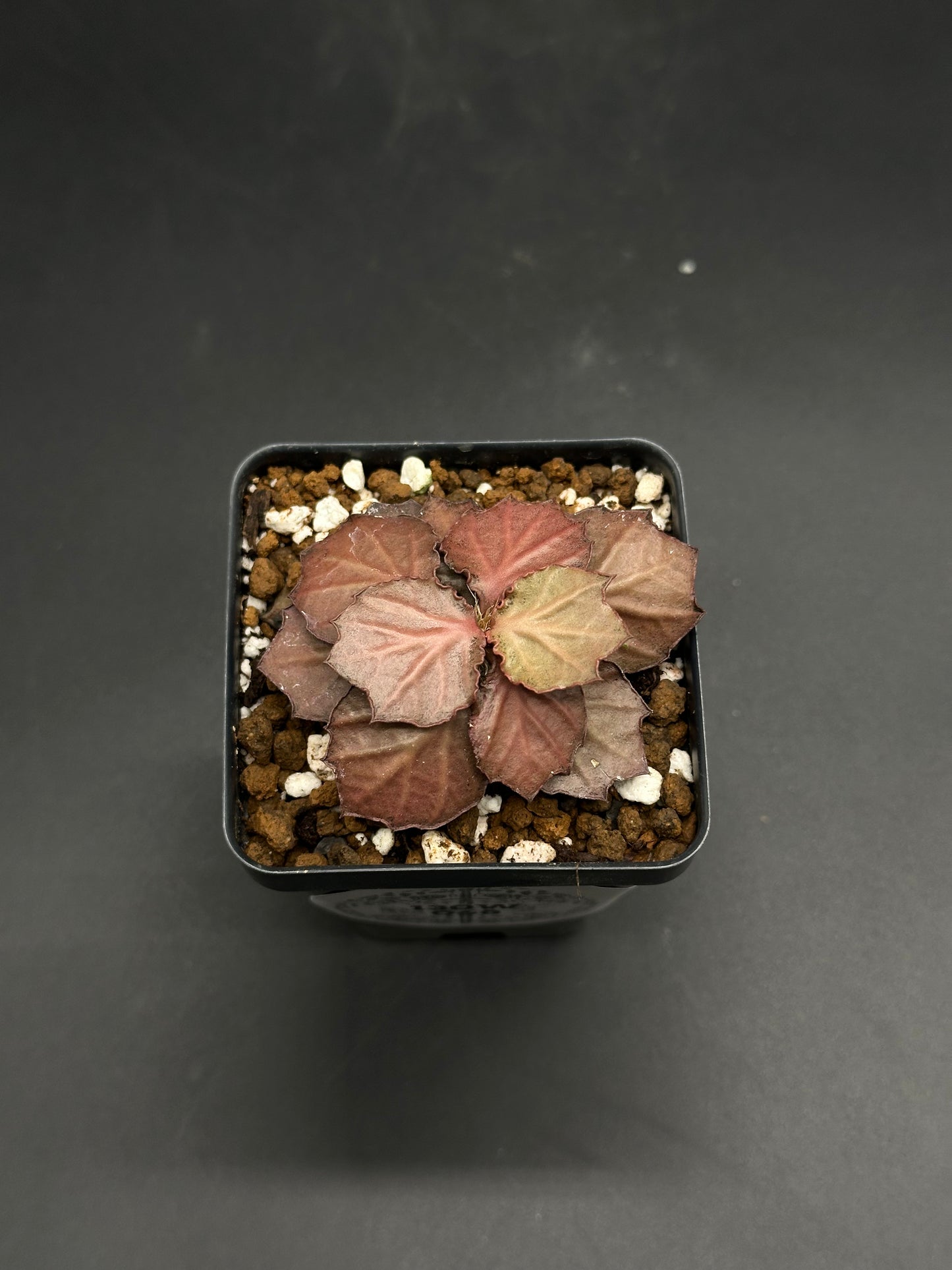 Euphorbia Francoisii 'Generation 2' Red in a square black plastic pot, showcasing textured, scalloped foliage and a well-draining soil mix with perlite and lava rock.