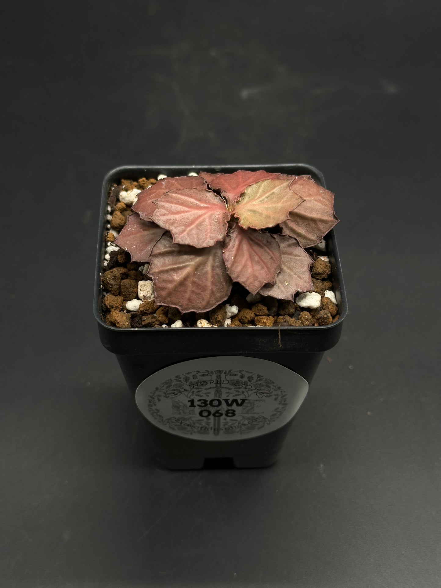 Euphorbia Francoisii 'Generation 2' Red (130W 068) in a black nursery pot, featuring crinkled coppery-bronze leaves in a tight rosette.