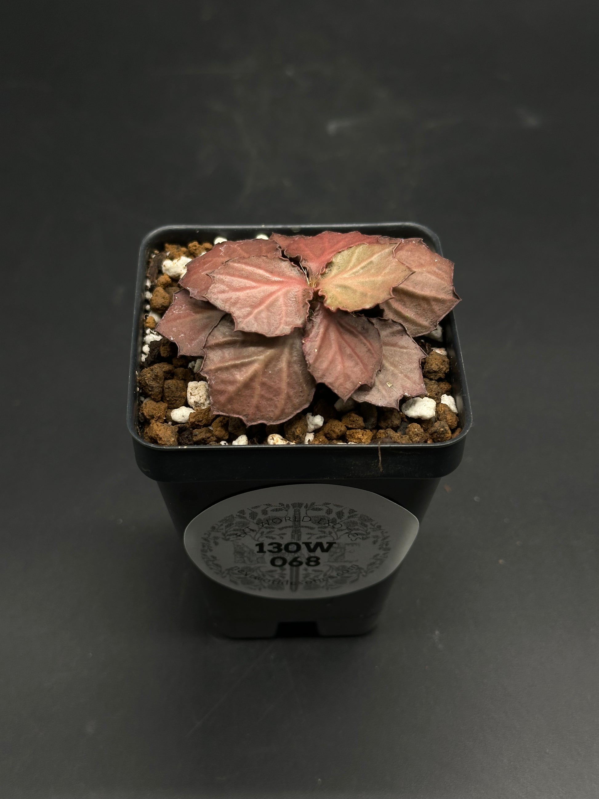 Euphorbia Francoisii 'Generation 2' Red (130W 068) in a black nursery pot, featuring crinkled coppery-bronze leaves in a tight rosette.