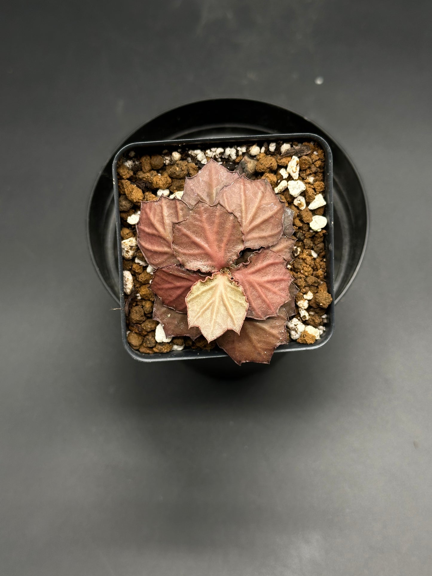 Euphorbia Francoisii 'Generation 2' Red in a black 2-inch pot, showcasing scalloped, metallic-bronze leaves and planted in a chunky, well-draining mix.