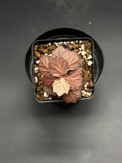 Euphorbia Francoisii 'Generation 2' Red in a black 2-inch pot, showcasing scalloped, metallic-bronze leaves and planted in a chunky, well-draining mix.