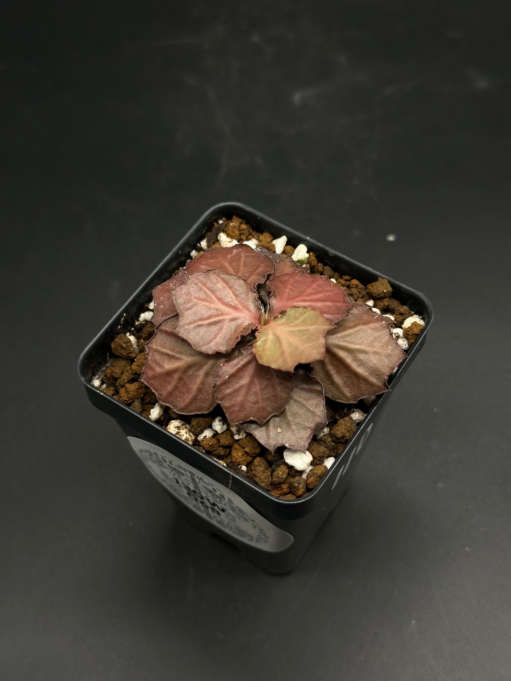 Euphorbia Francoisii 'Generation 2' Red in a 2-inch pot, showcasing ruffled, reddish-bronze leaves in a well-draining mix.