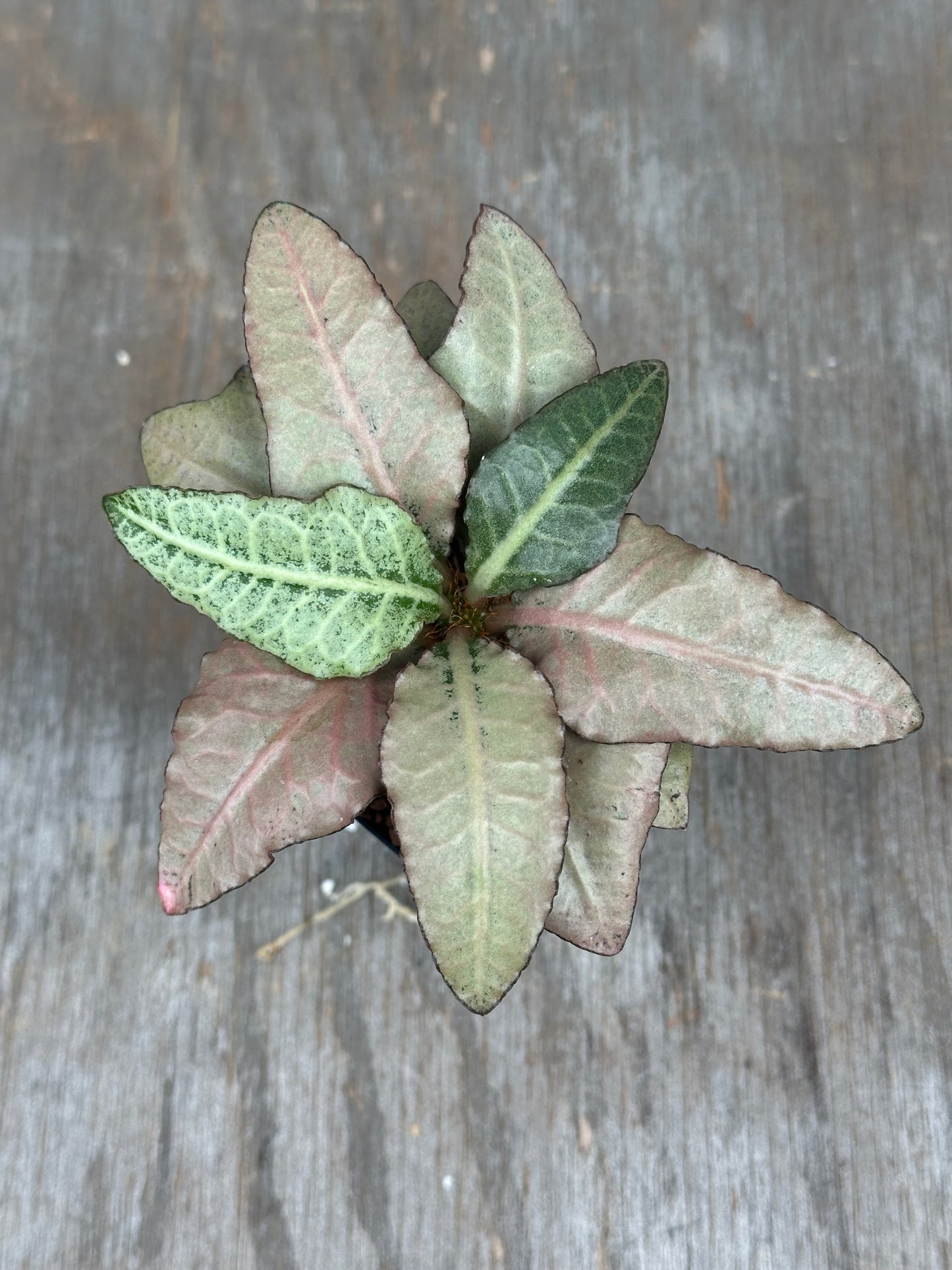 Euphorbia Francoisii Gen 2 Silver Blush 803WEB027