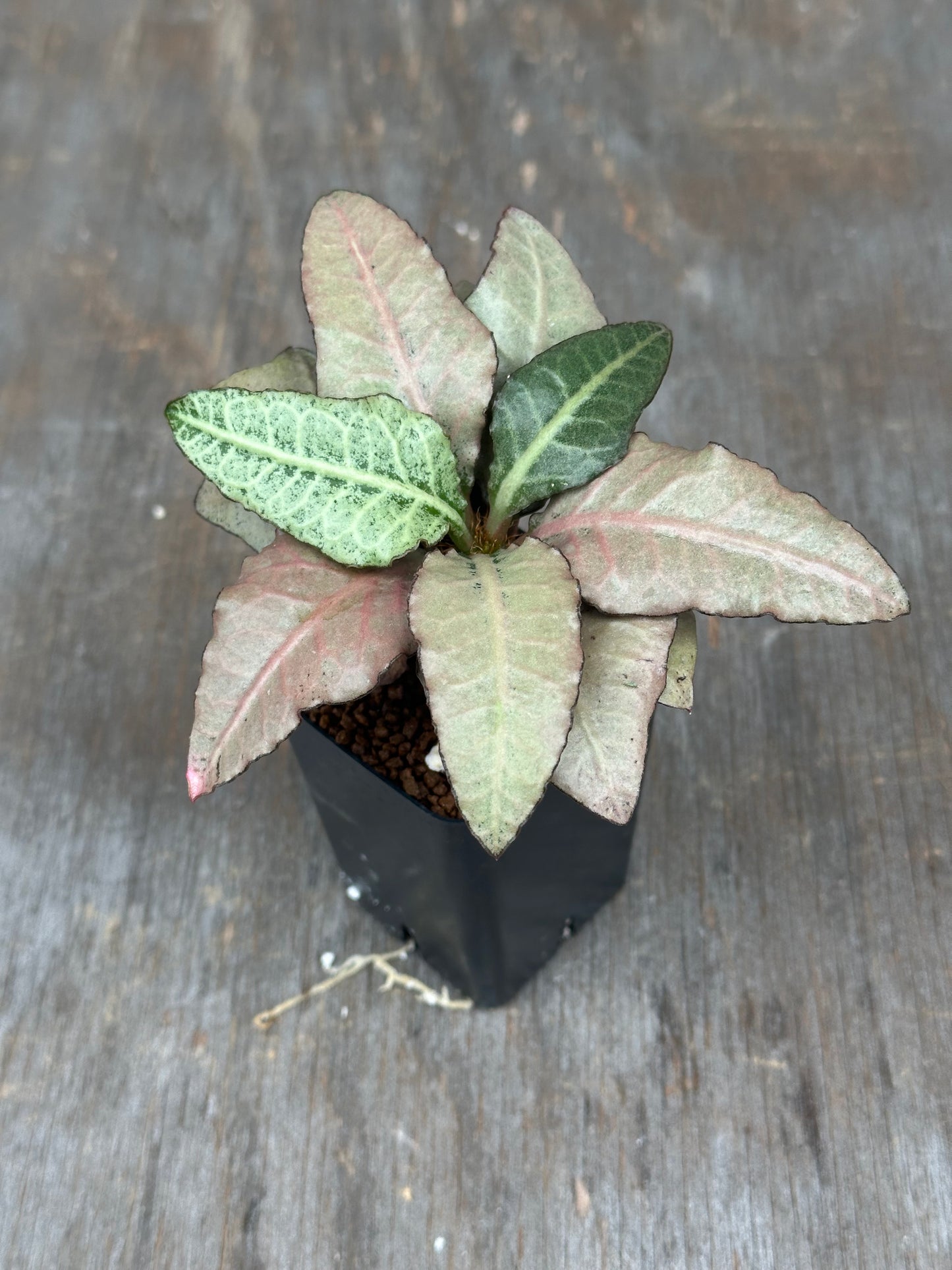 Euphorbia Francoisii Gen 2 Silver Blush 803WEB027