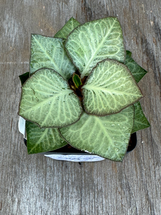 Euphorbia Francoisii Generation 2 Silver Green Dark Margins 727WEB024