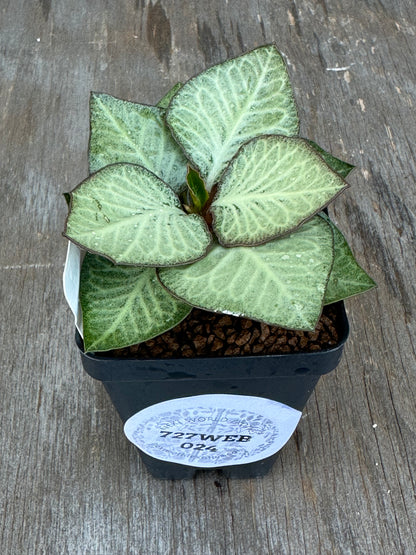 Euphorbia Francoisii Generation 2 Silver Green Dark Margins 727WEB024
