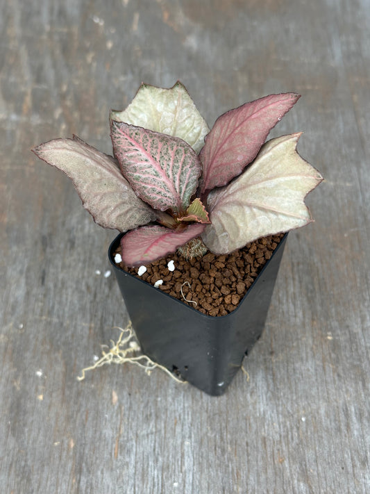 Euphorbia Francoisii Gen 2/3 Silver Pink 803WEB028