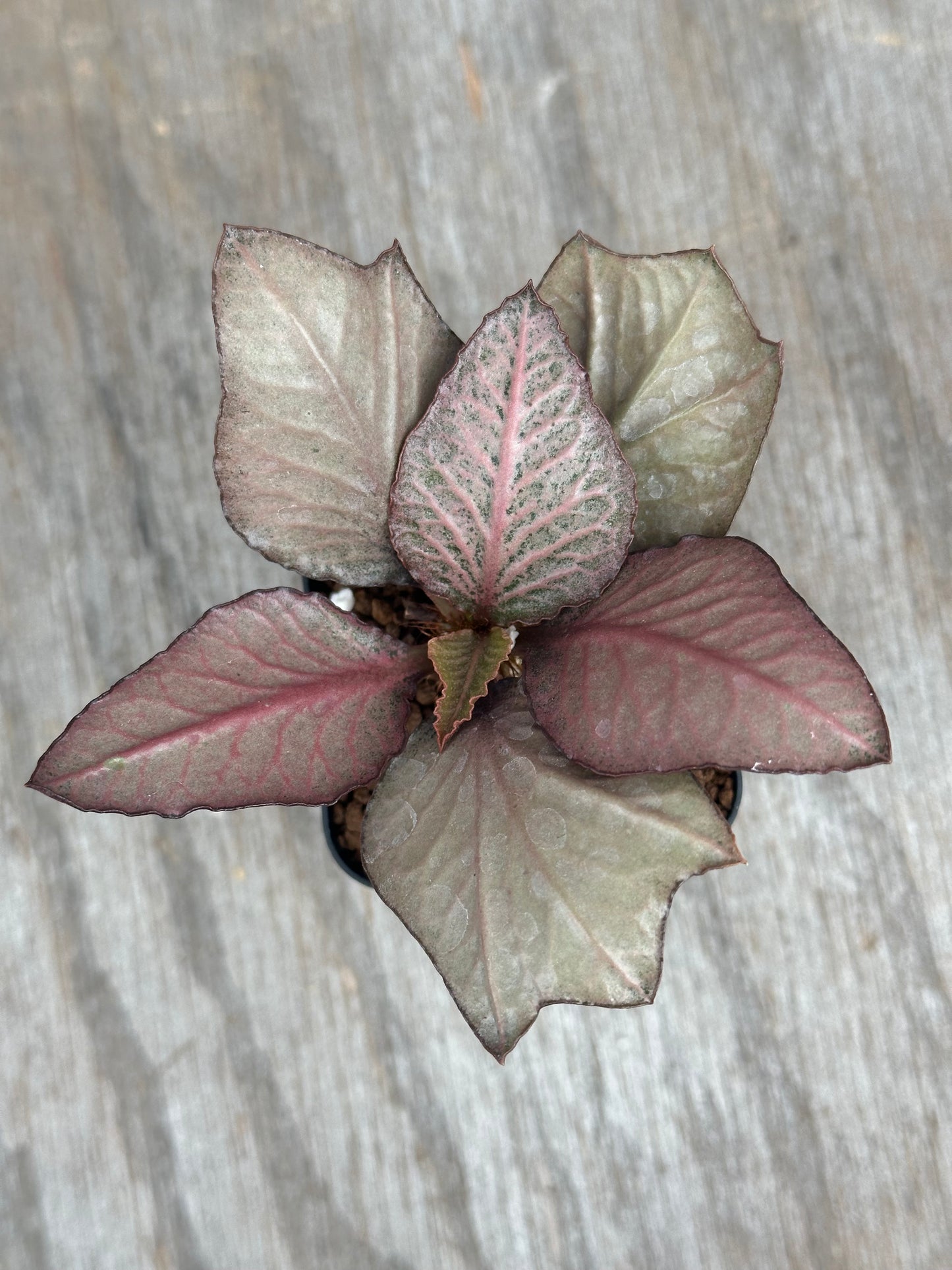 Euphorbia Francoisii Gen 2/3 Silver Pink 803WEB028