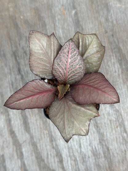 Euphorbia Francoisii Gen 2/3 Silver Pink 803WEB028