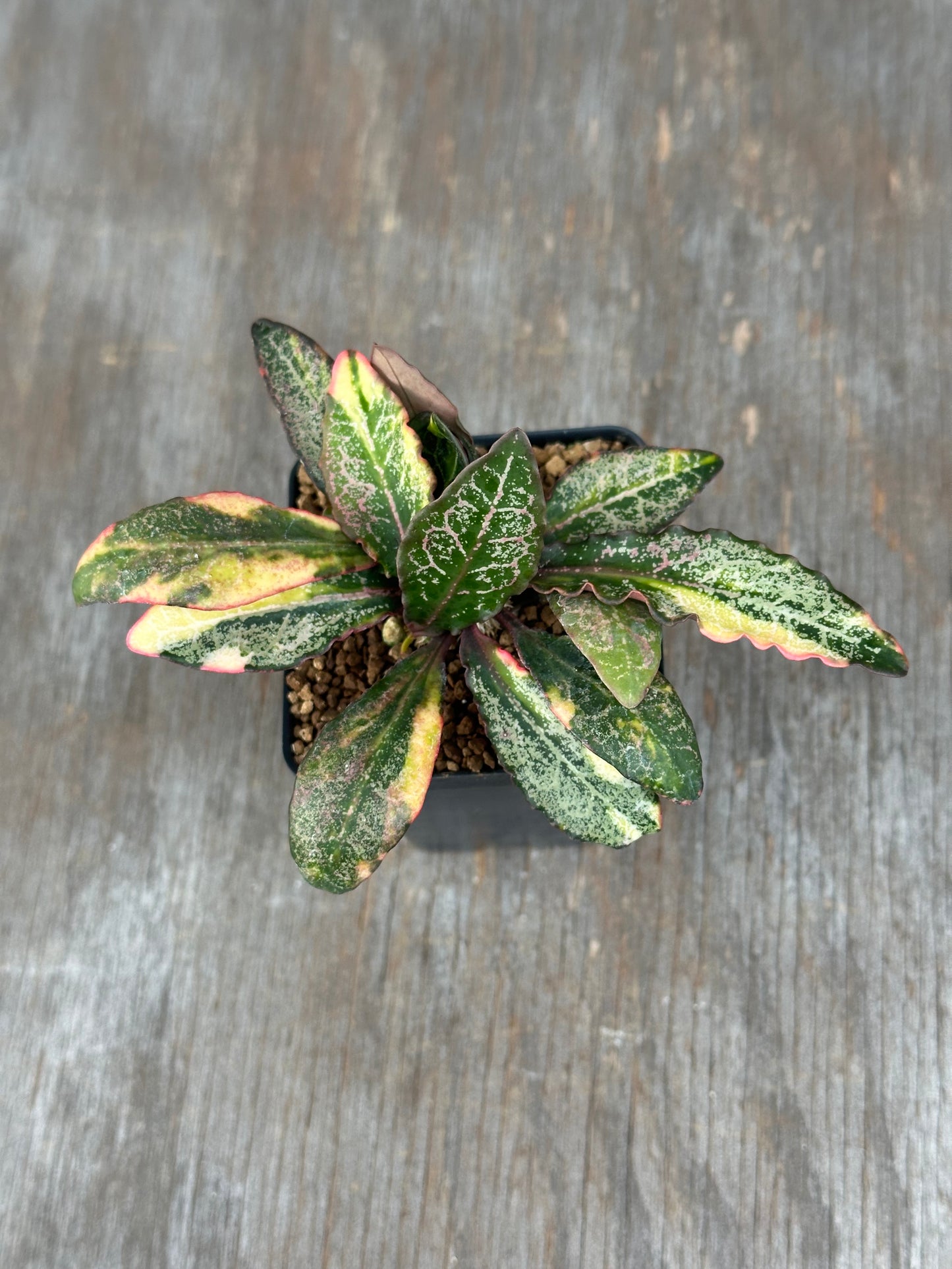 Euphorbia Francoisii Generation 2 Variegated 727WEB078