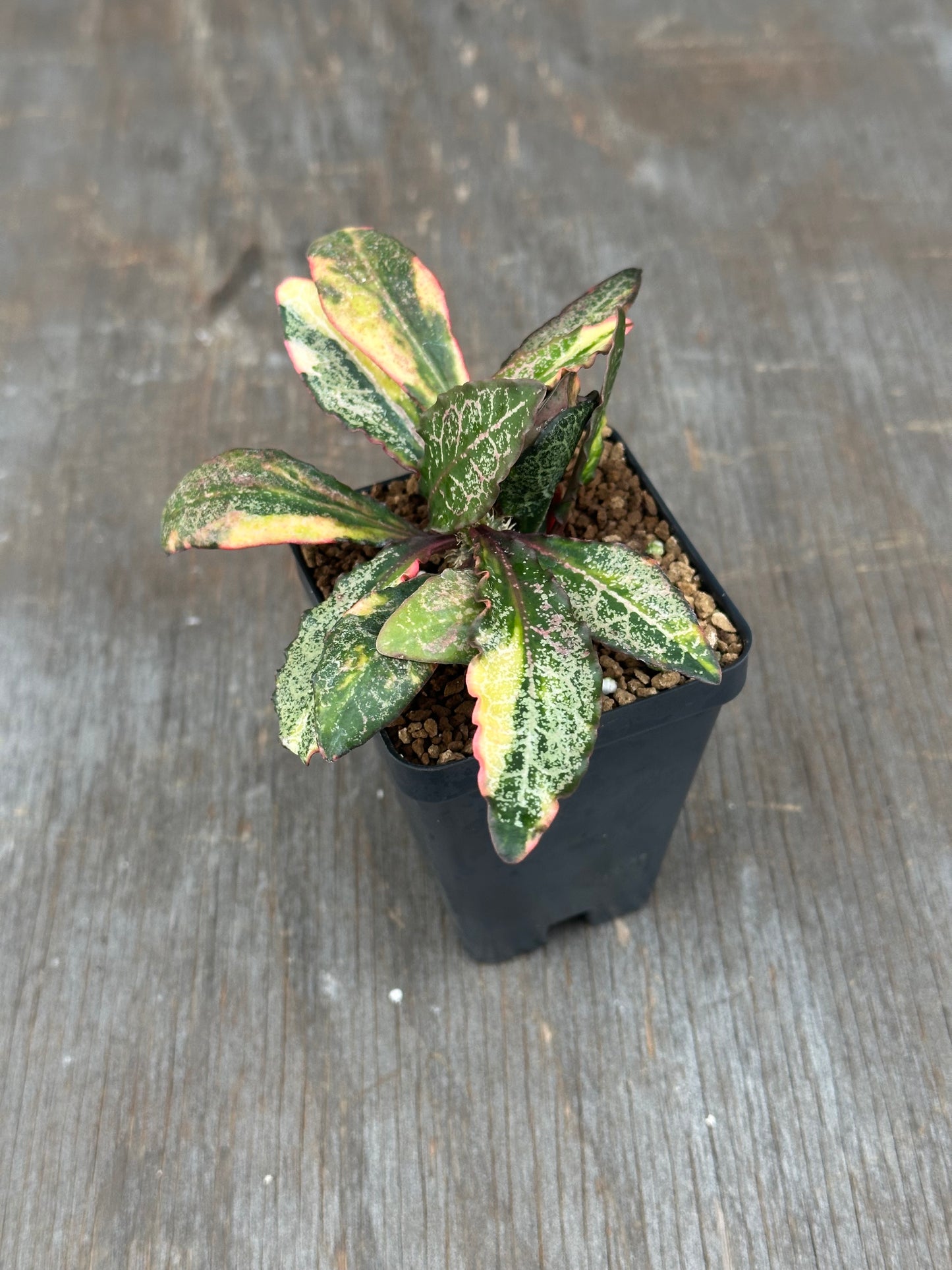 Euphorbia Francoisii Generation 2 Variegated 727WEB078