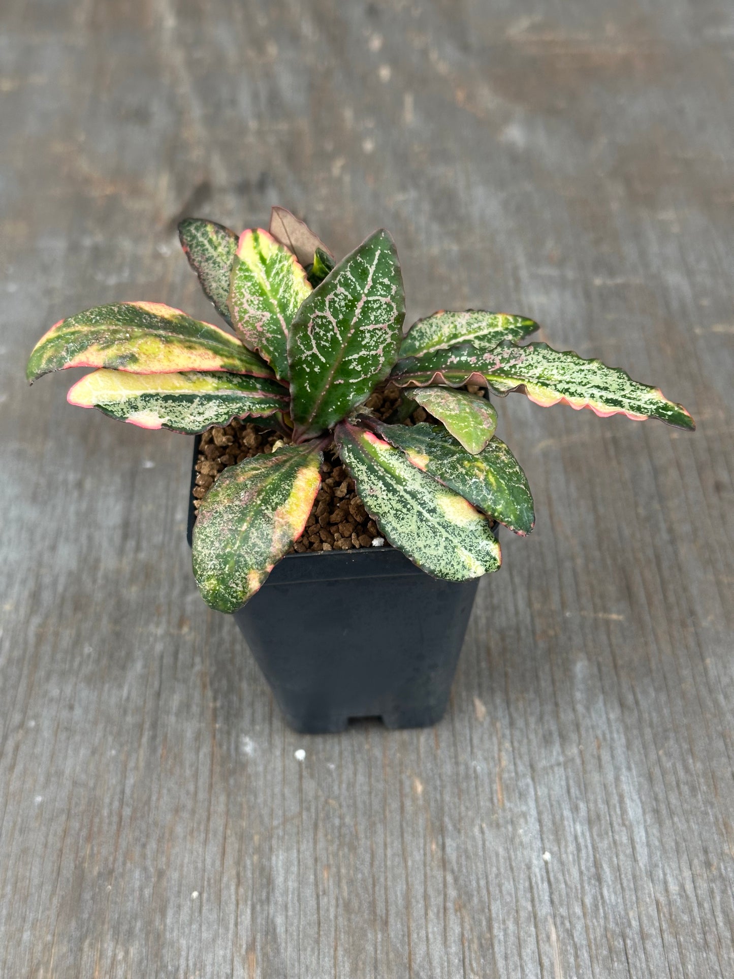 Euphorbia Francoisii Generation 2 Variegated 727WEB078