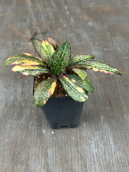 Euphorbia Francoisii Generation 2 Variegated 727WEB078