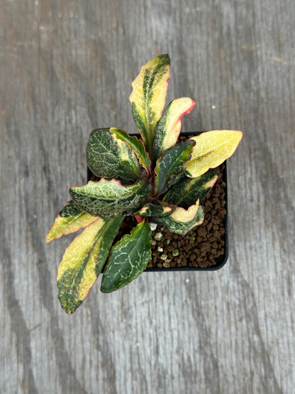 Euphorbia Francoisii Generation 2 Variegated 727WEB079
