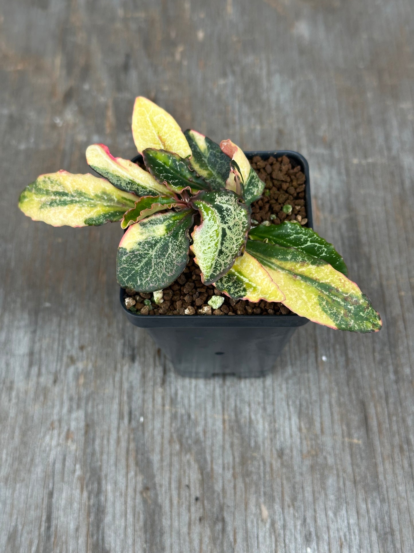 Euphorbia Francoisii Generation 2 Variegated 727WEB079
