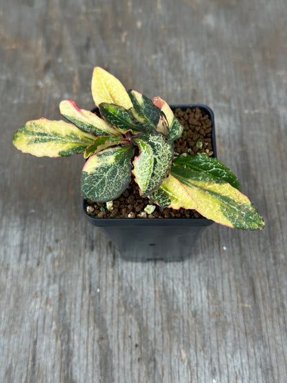 Euphorbia Francoisii Generation 2 Variegated 727WEB079