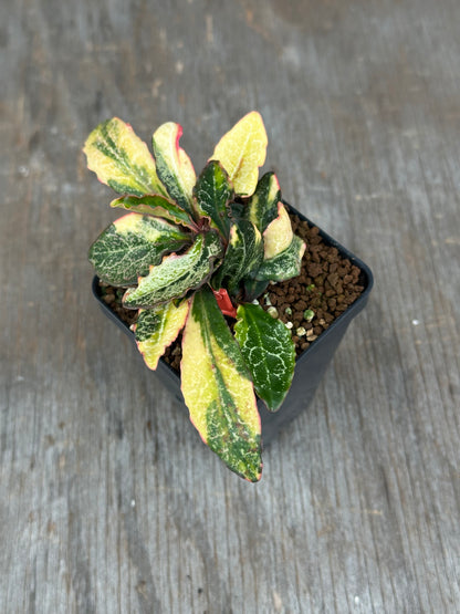 Euphorbia Francoisii Generation 2 Variegated 727WEB079