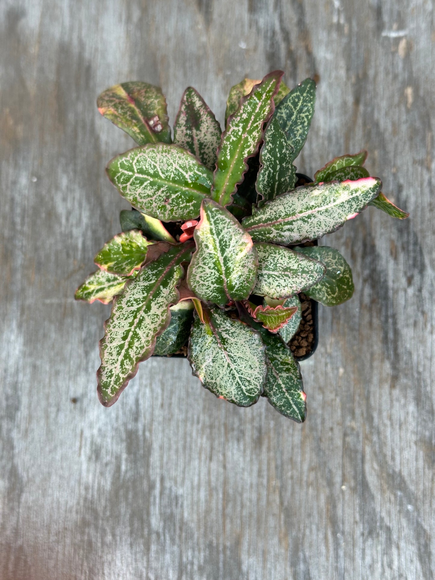 Euphorbia Francoisii Generation 2 Variegated Pink Margins 727WEB022