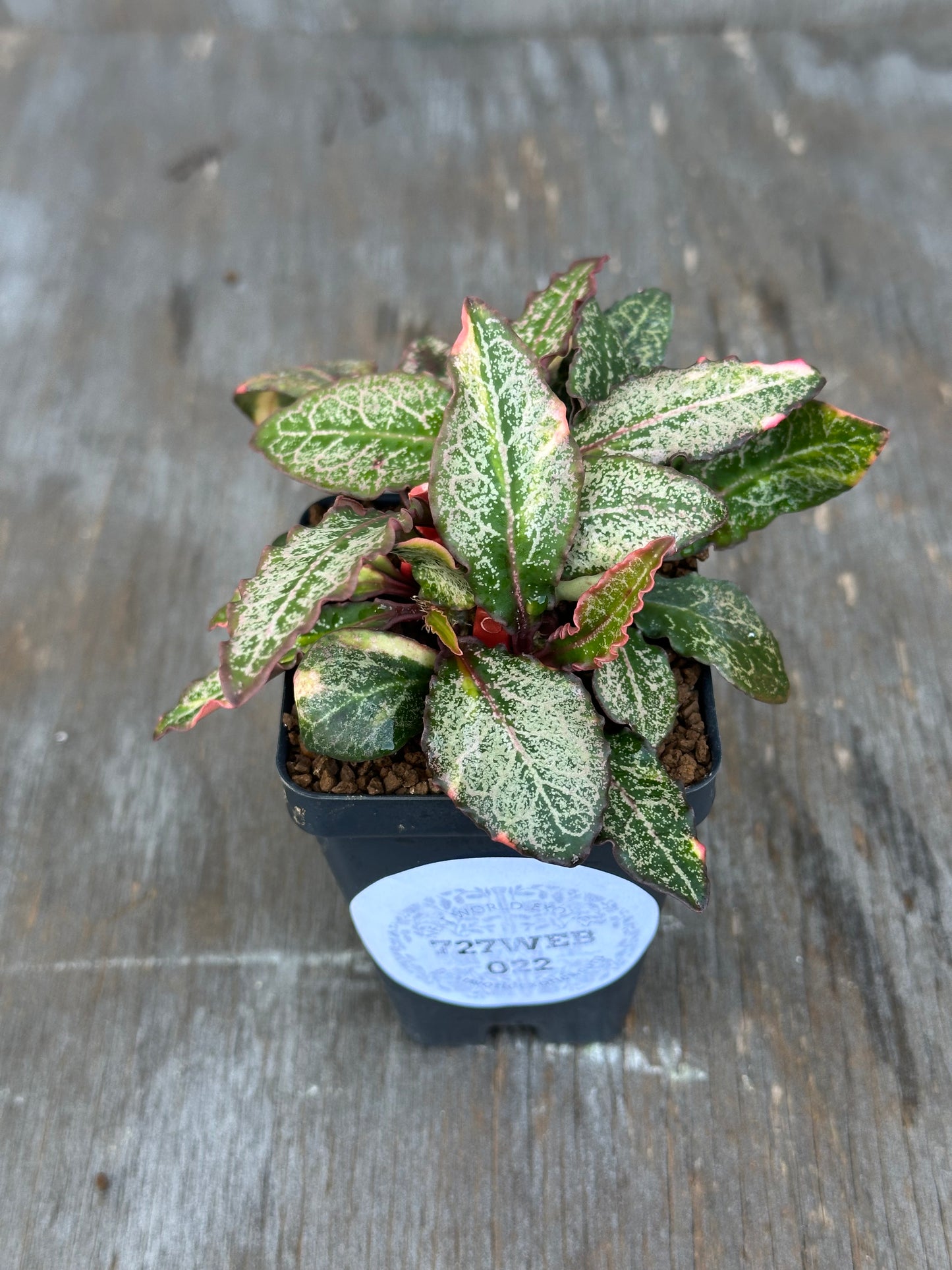 Euphorbia Francoisii Generation 2 Variegated Pink Margins 727WEB022