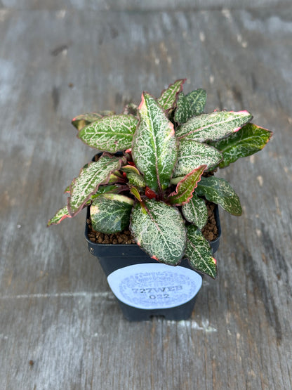 Euphorbia Francoisii Generation 2 Variegated Pink Margins 727WEB022