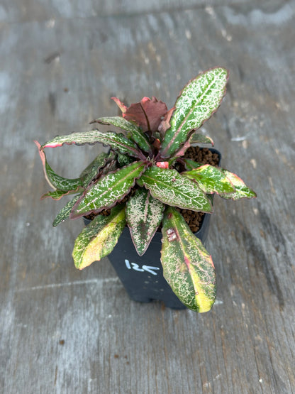 Euphorbia Francoisii Generation 2 Variegated Pink Margins 727WEB022