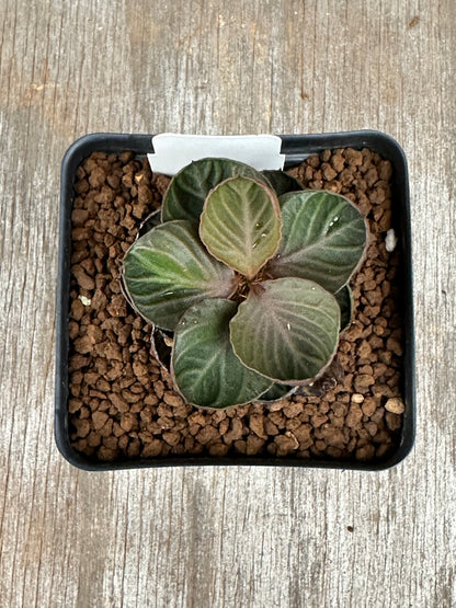Euphorbia Francoisii Generation 3 Dark Cup 721PS300