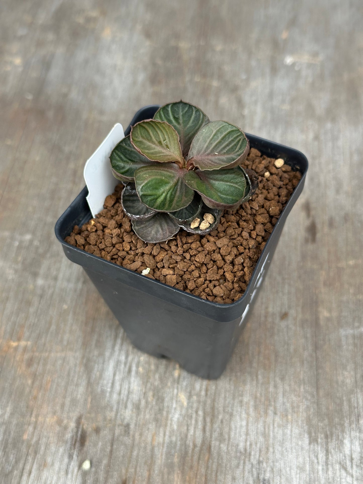 Euphorbia Francoisii Generation 3 Dark Cup 721PS300