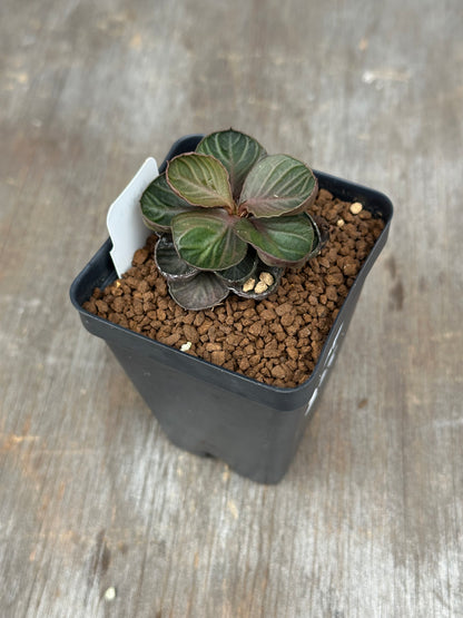 Euphorbia Francoisii Generation 3 Dark Cup 721PS300