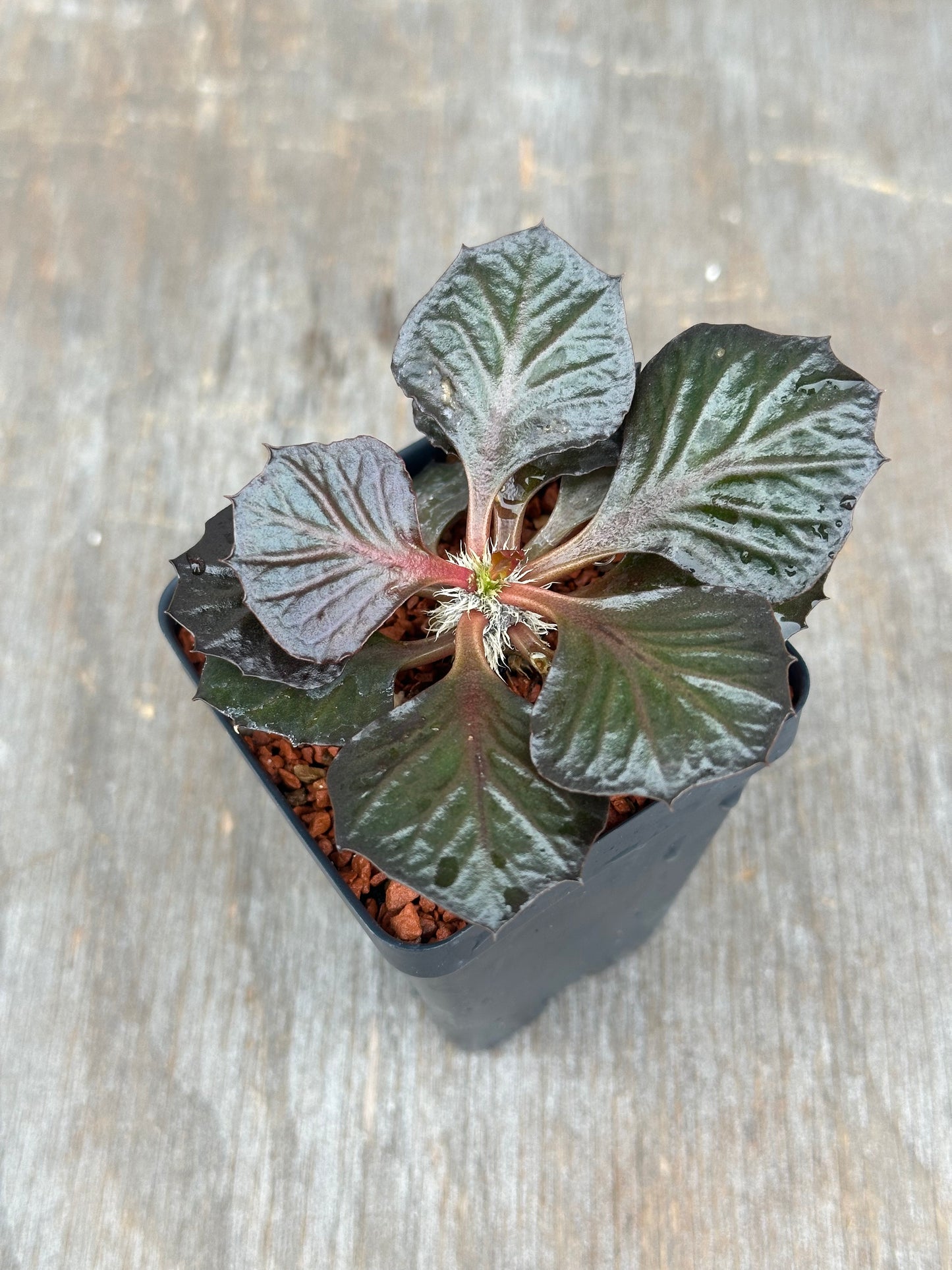 Euphorbia Francoisii Generation 3 Dark Fish Tail 803WEB006