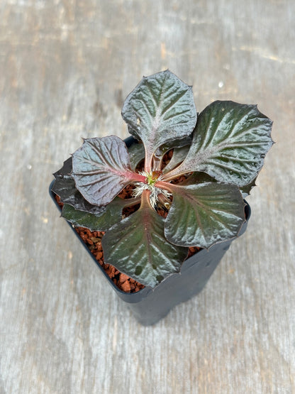 Euphorbia Francoisii Generation 3 Dark Fish Tail 803WEB006