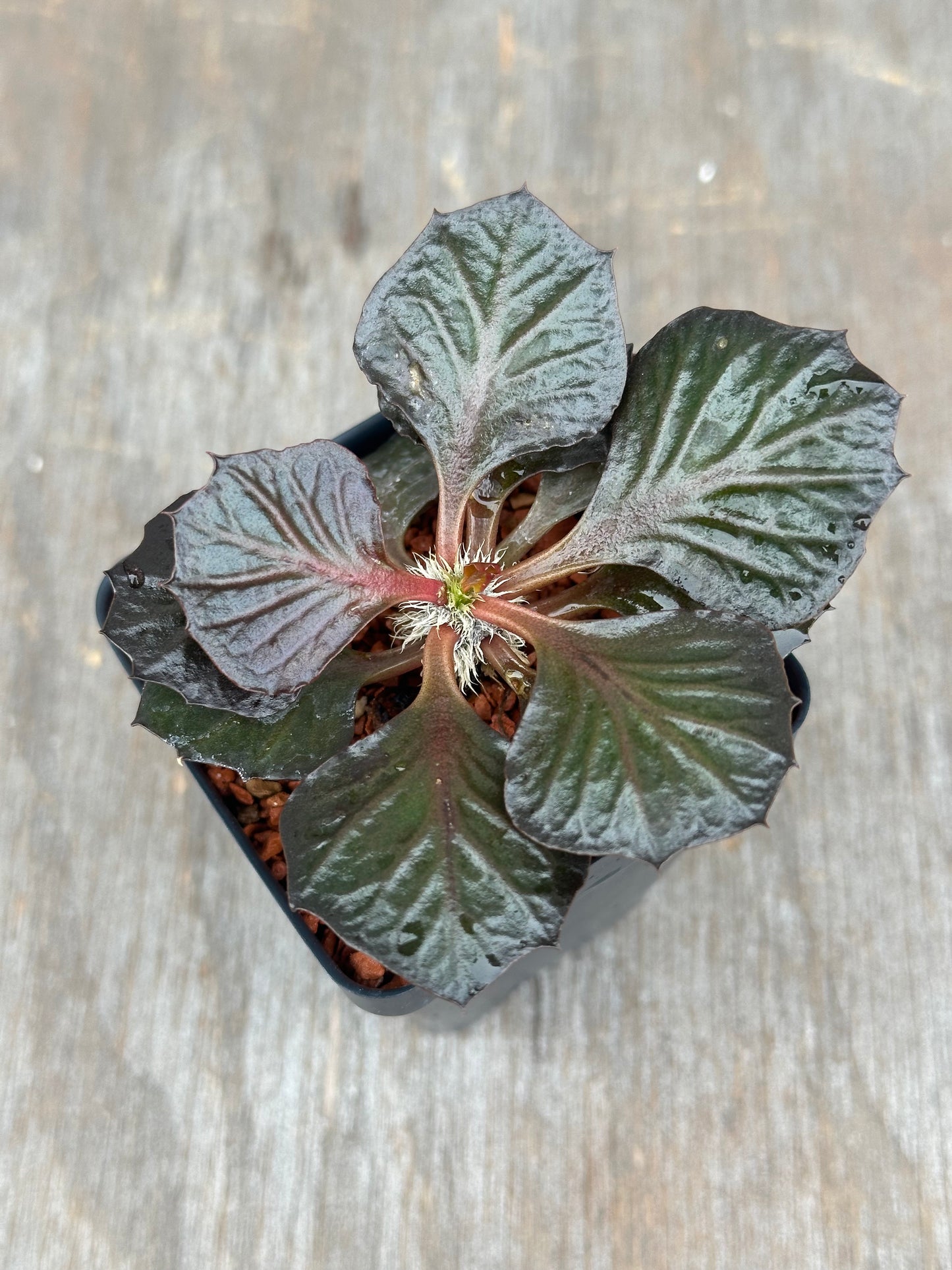 Euphorbia Francoisii Generation 3 Dark Fish Tail 803WEB006