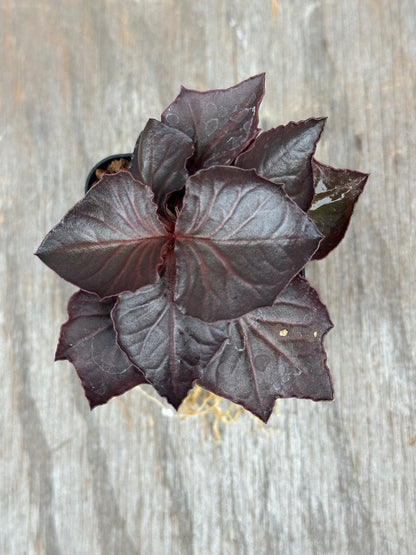 Euphorbia Francoisii Gen 3 Black Purple 803WEB030