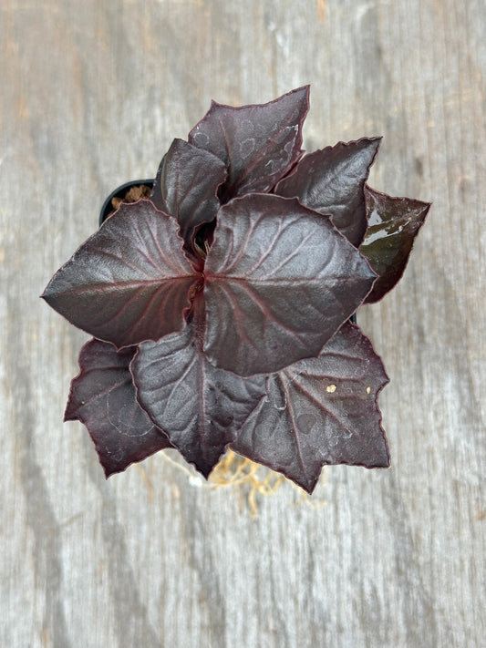 Euphorbia Francoisii Gen 3 Black Purple 803WEB030