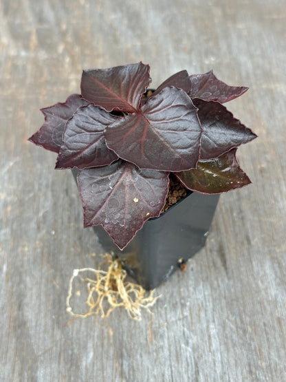 Euphorbia Francoisii Gen 3 Black Purple 803WEB030