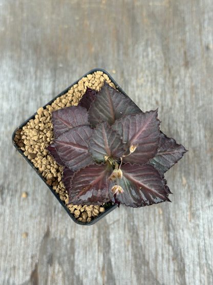 Euphorbia Francoisii Generation 3 Dark Red 803WEB011