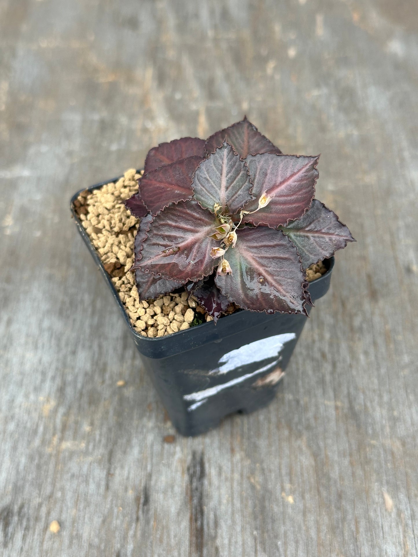 Euphorbia Francoisii Generation 3 Dark Red 803WEB011