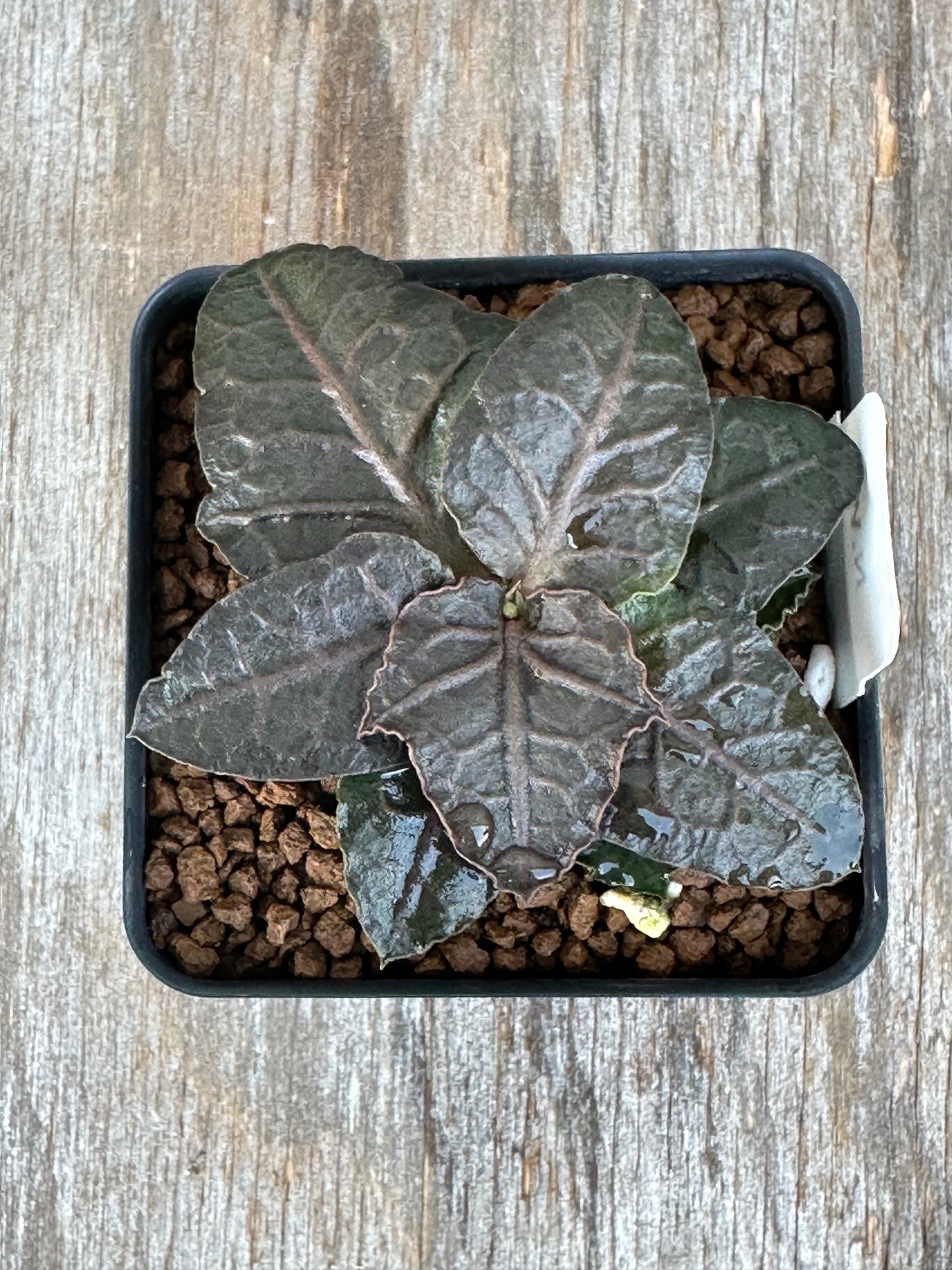 Euphorbia Francoisii Generation 3 Dark Spade 727WEB021