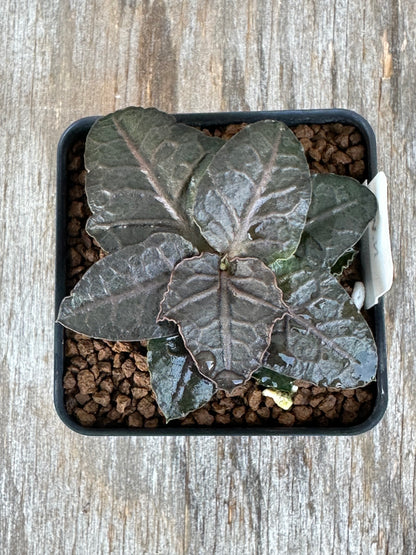 Euphorbia Francoisii Generation 3 Dark Spade 727WEB021