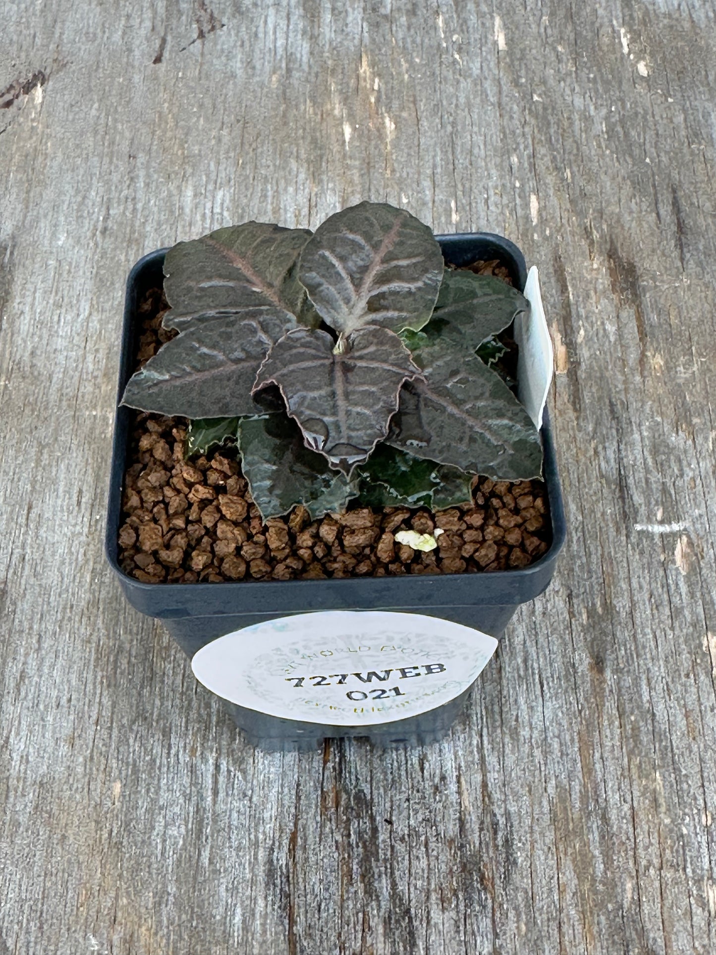 Euphorbia Francoisii Generation 3 Dark Spade 727WEB021