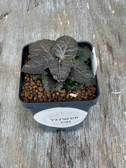 Euphorbia Francoisii Generation 3 Dark Spade 727WEB021