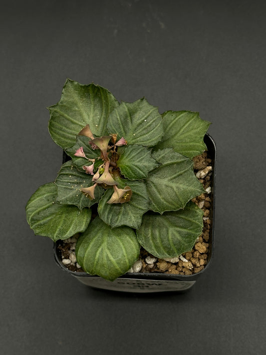 Euphorbia Francoisii 'Generation 3' Green in a 2-inch pot, showcasing uniquely shaped leaves reminiscent of maple, with thick, sinuously growing branches.